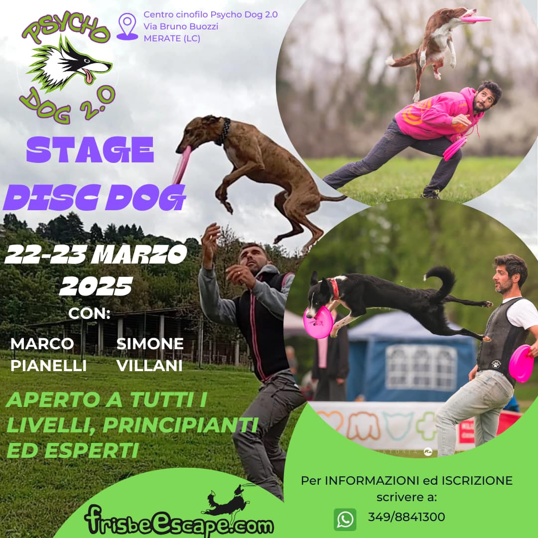 stage disc dog