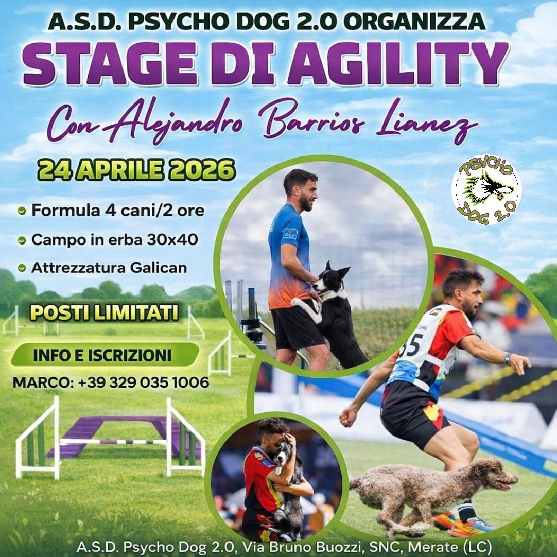 stage agility-dog