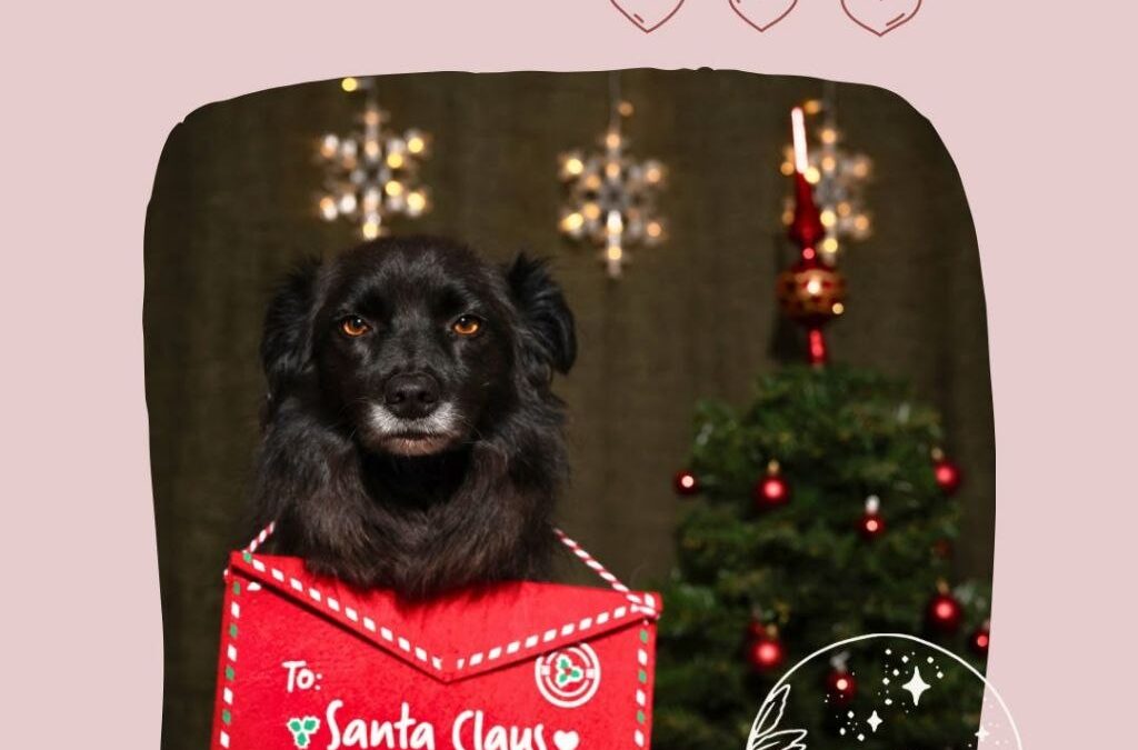 Servizio Fotografico di Natale!
